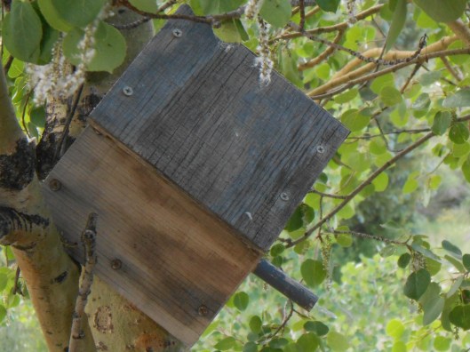 The old birdhouse (in spite of its' odd angle, still used by nesting birds every spring)